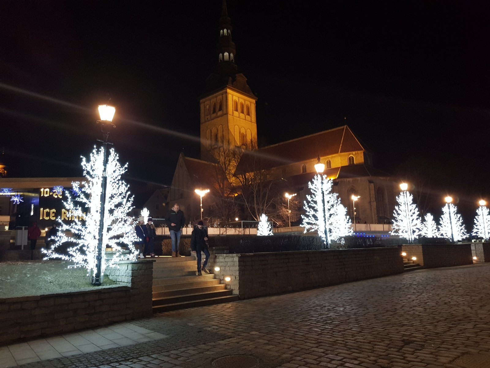 Christmas trees in Tallinn 