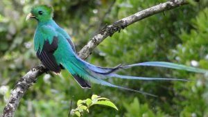 Quetzal bird